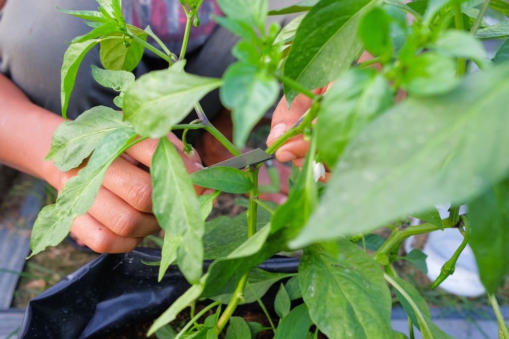 pruning-chilli